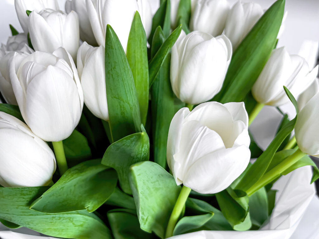 Bouquet of beautiful white tulips close up.